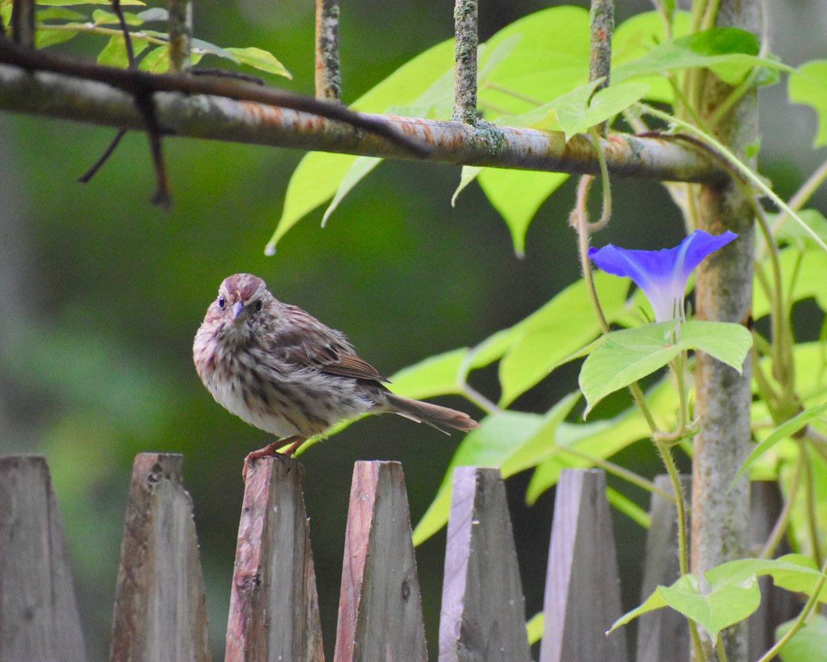 MonaLisaLvsHeah's tweet photo. 7:30am and I've already got my #birdstalking in. They're very busy this morning:
1. Tree Sparrow w/Morning Glory 2. Blue Jay 3. Cardinal 4. Hairy Woodpecker
#birds #backyardbirds #photos #SaturdayMorning https://t.co/9xlDU8VlFQ