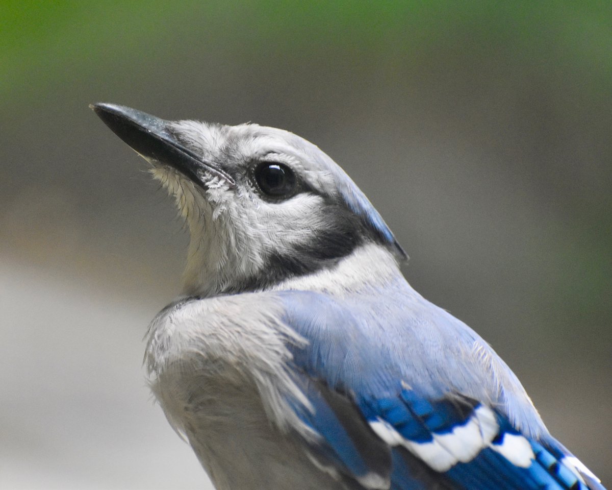 MonaLisaLvsHeah's tweet photo. 7:30am and I've already got my #birdstalking in. They're very busy this morning:
1. Tree Sparrow w/Morning Glory 2. Blue Jay 3. Cardinal 4. Hairy Woodpecker
#birds #backyardbirds #photos #SaturdayMorning https://t.co/9xlDU8VlFQ