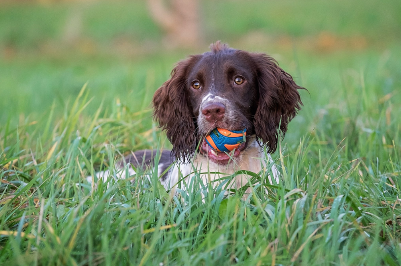 Is anyone planning to emBARK on a new adventure this weekend? Don’t forget to take your favourite Chuckit! toy! Share your pics with us in the comments below! 🏀🐶🌳🐾