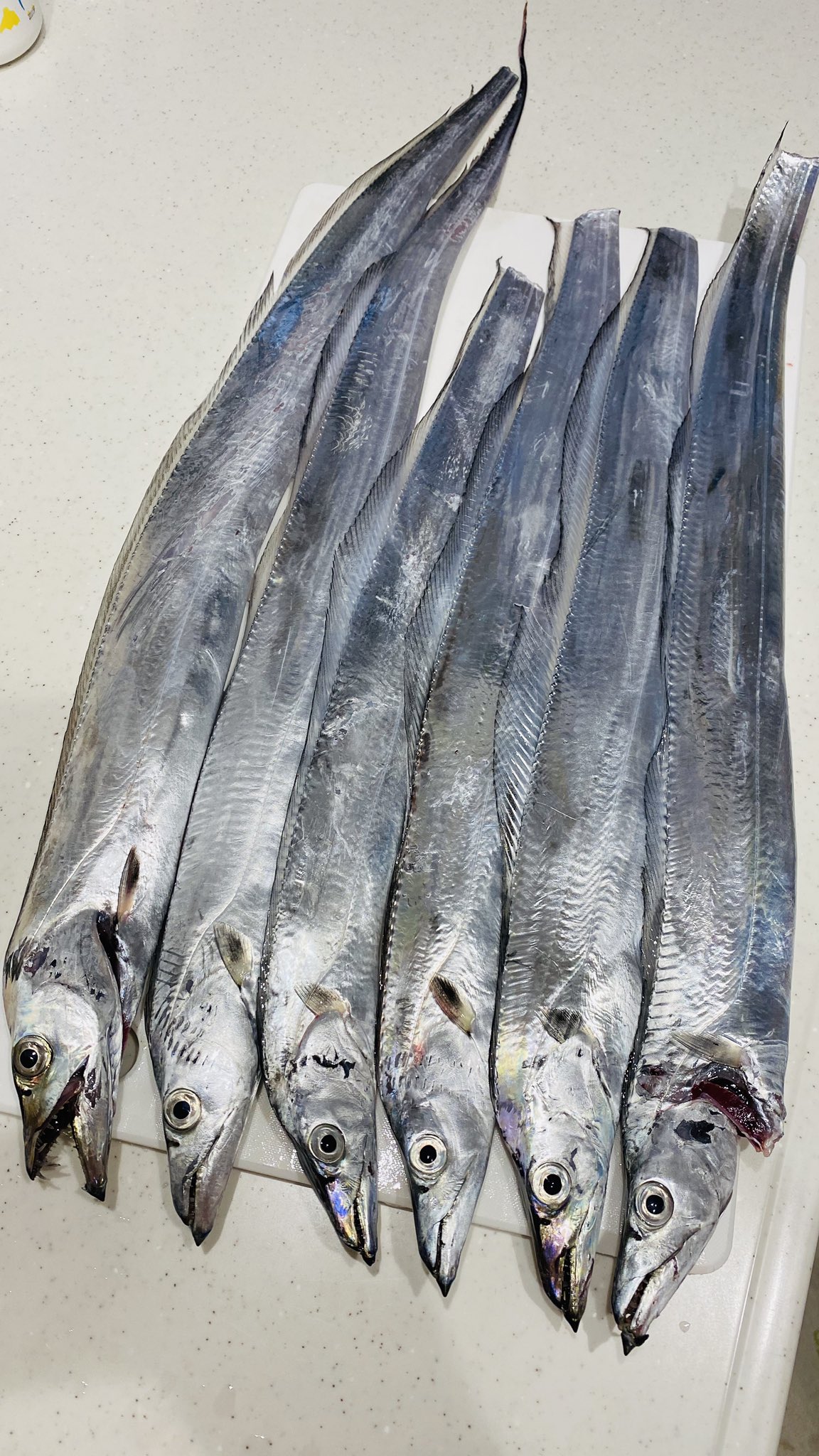 スタラバch Kogaの釣行記 釣った太刀魚を大名下ろしで身だけにして紫蘇を巻き揚げてみました 太刀魚 銀色 指の本数 波止釣り ウキ釣り 高級魚 和歌山 淡路島 太刀魚波止テンヤ 太刀魚ジギング T Co B5p9u2neho Twitter