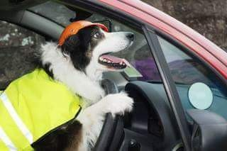 RalphLogistics1's tweet photo. @dog_rates https://t.co/wvM3NbaV3u
