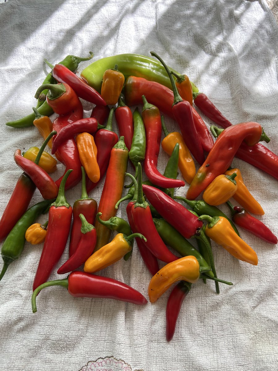 10jbeez10's tweet photo. Chilli harvest time.... Orange Habanero, Jalapeno, Hot Banana & Cayenne chillies 🌶. #chillies #chili #GardenersWorld #gardening #hotchillies https://t.co/sEEqwhV7mU