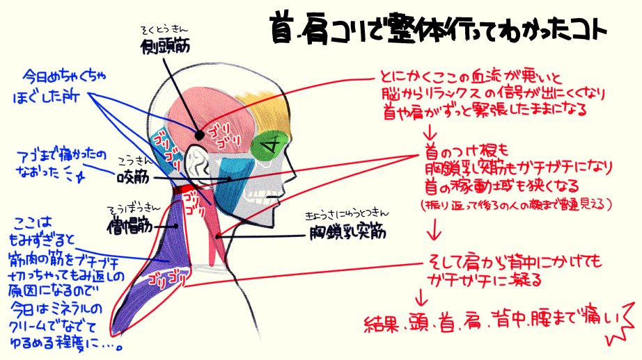 の血流が悪いと 肩から背中までガチガチに凝る 整体で学んだことが参考になる ほぐすと前屈もよく伸びる 顔もスッキリする Togetter の血流が悪いと 肩から背中までガチガチに凝る 整体で学んだことが参考になる ほぐすと前屈もよく伸びる 顔もスッキリする Togetter