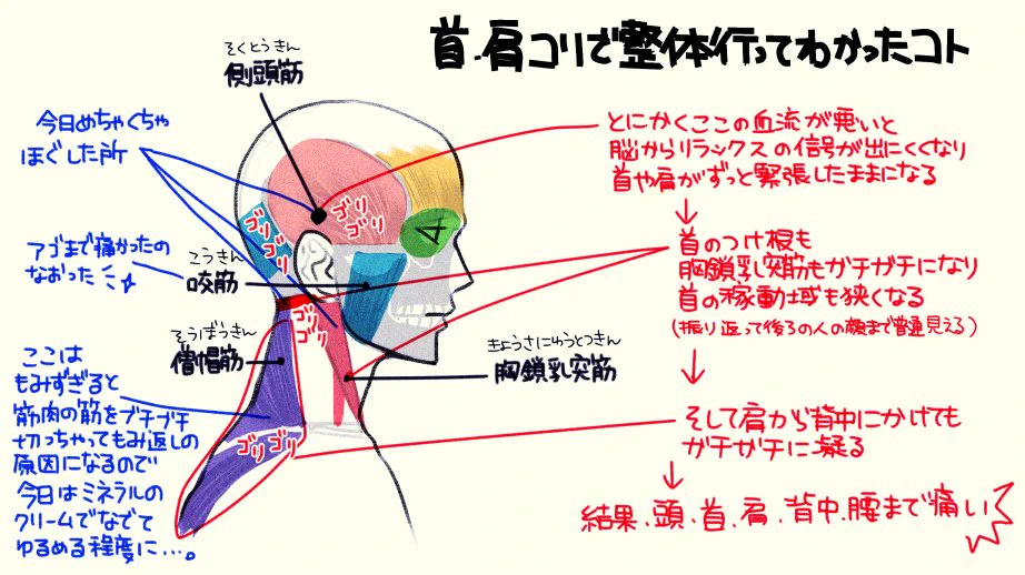 整体行って色々わかった。「首コリ・肩こり」ほぐすべき場所はここ。