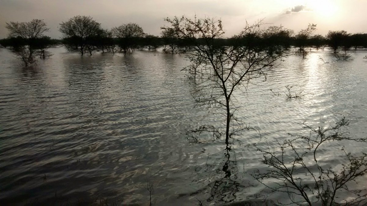 zenrainman's tweet photo. Wetlands https://t.co/5HTEYy1ZBX