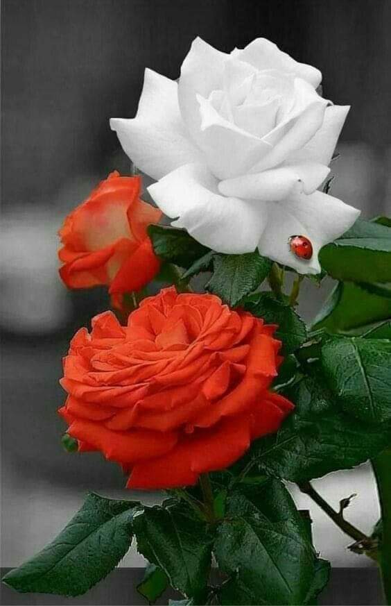 andresshango's tweet photo. Buenos días querid@s amig@s, feliz y bendecido día Sábado... Un gran abrazo... Listo el café, a disfrutarlo...☕🙏🇻🇪❤️ https://t.co/CtzgvzZo8R