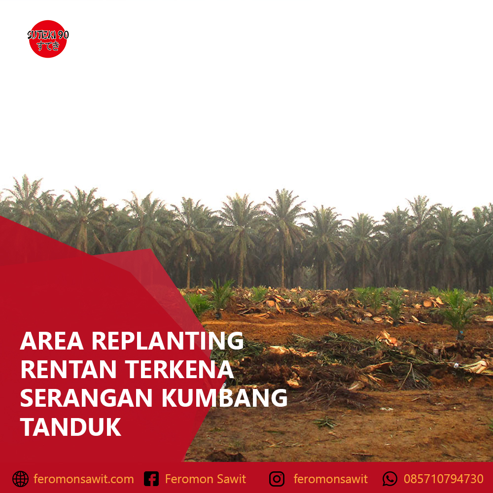 FeromonSawit's tweet photo. Kumbang tanduk menyerang tanaman belum menghasilkan (TBM) dan pohon sawit tua. Serangan semacam ini dapat menunda siklus produksi hingga dua hingga empat tahun, dan tanaman yang mati dapat mencapai 80%, https://t.co/1FzJhGF5BK