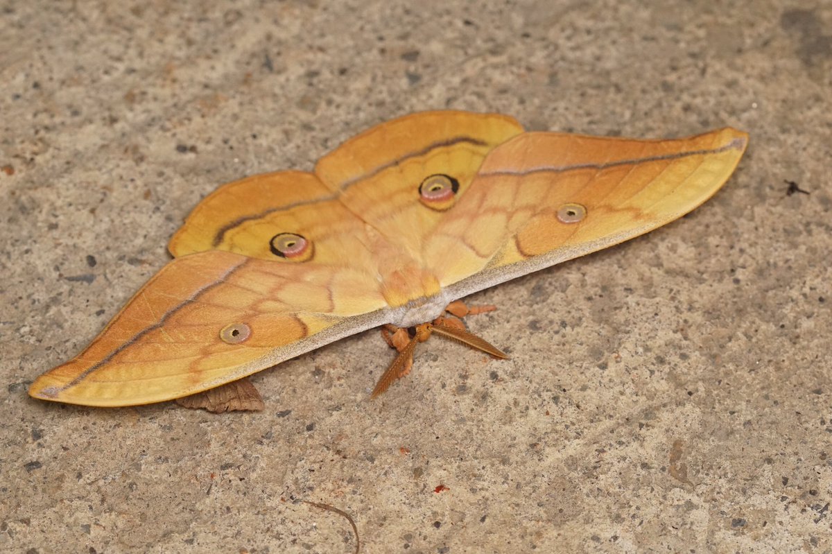 ヤママユ基亜種Antheraea yamamai yamamai

デカくてかわいい