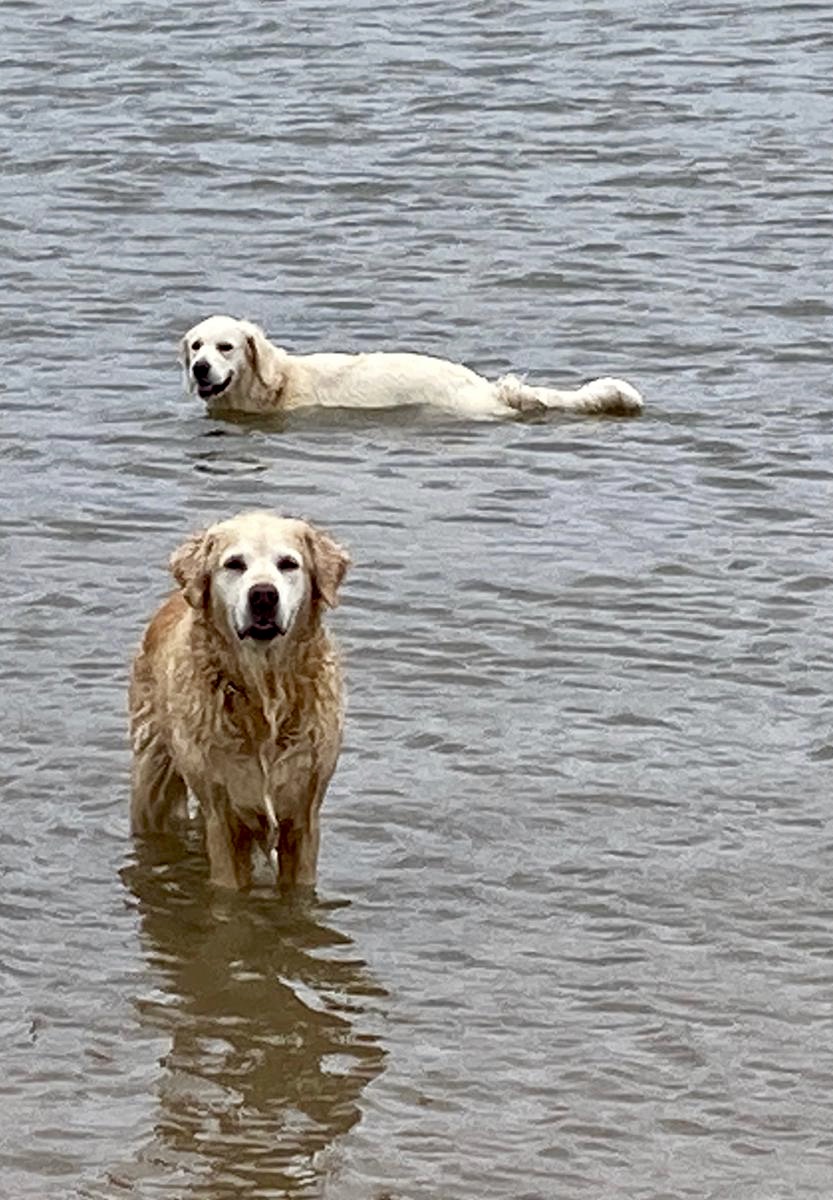 SeftonPTOT's tweet photo. Never mind #AHPsActive what about #dogsactive for #WeActiveChallenge .. seeing as it was #InternationalDogDay this week, we have a photo of @fizmum's dogs who have had a very active August... although someone has had to walk them, so Debbie's step count must be high!! @WeAHPs https://t.co/pcNCXGpZgU