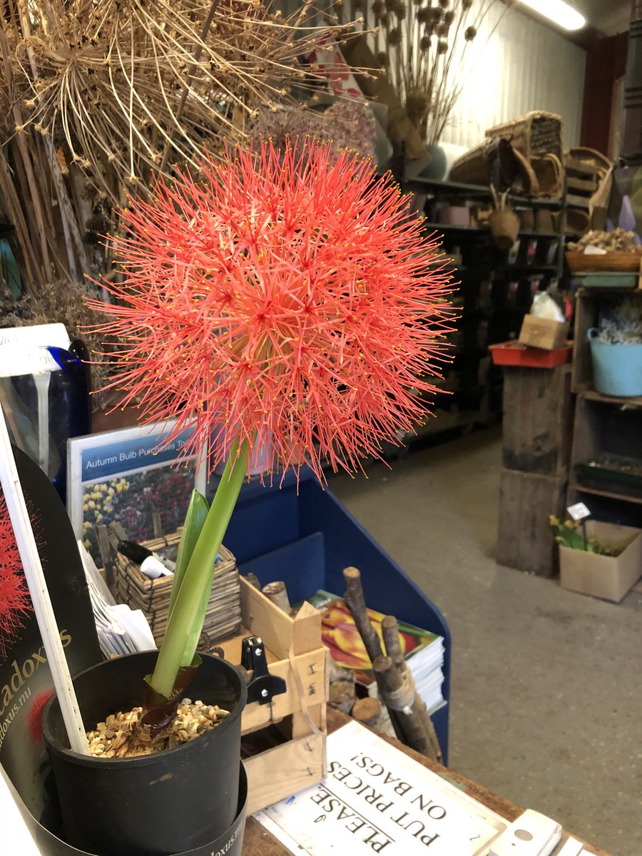 Scadoxus multiflorus flowering gloriously