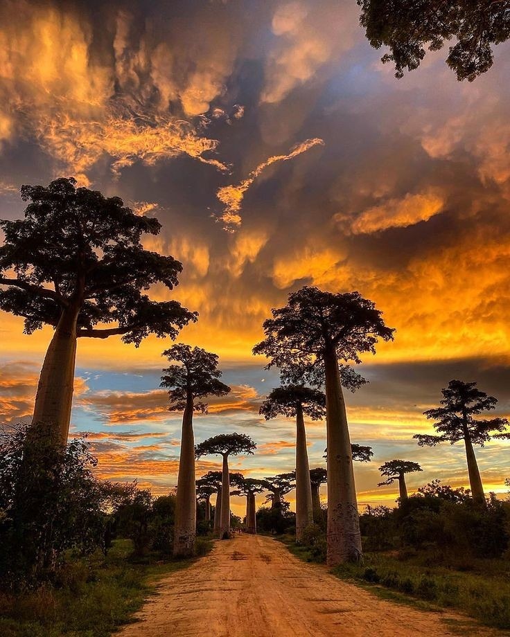 #avenueofbaobabs #madagascar #travel #epictouristspots #madagascartravel #travelvacation #travelblog #travelglobe #travelling #discoverearth #amazingplaces #wanderlusttravel #travelawesome #traveladdict #travelguide #wonderfuldestinations #travelcommunity