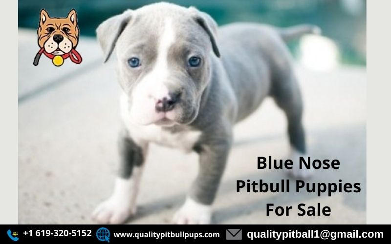 tyv Broderskab løg Twitter 上的 Royal Pitbull Pups Home："Blue Nose Pitbull Puppies For Sale Blue  Nose Pitbull Puppies available to be purchased | Blue Pitbull |Red Pitbulls  More. Pit Bull Puppies Blue Nose Pitbull Puppies