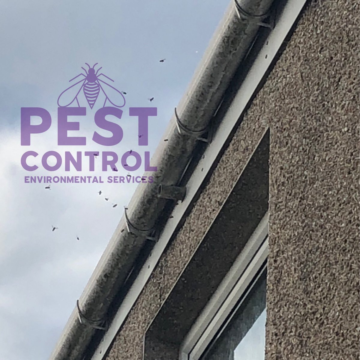 PestControl_ES's tweet image. Another wasps nest successfully removed from a clients loft space - #waspsnest #PestControl #Glasgow #environmentalservices