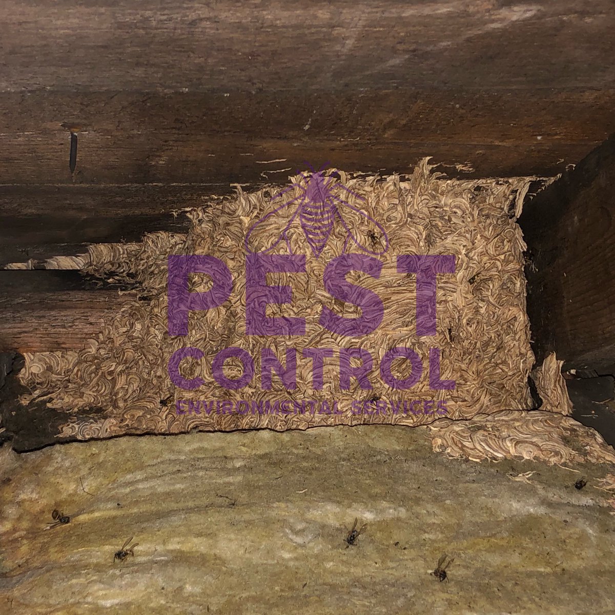 PestControl_ES's tweet image. Another wasps nest successfully removed from a clients loft space - #waspsnest #PestControl #Glasgow #environmentalservices