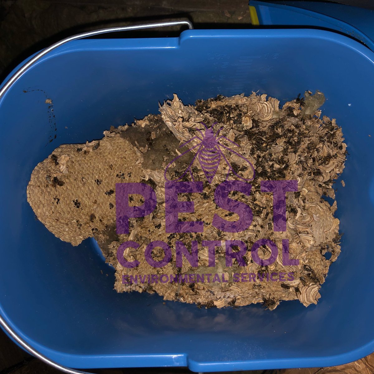 PestControl_ES's tweet image. Another wasps nest successfully removed from a clients loft space - #waspsnest #PestControl #Glasgow #environmentalservices