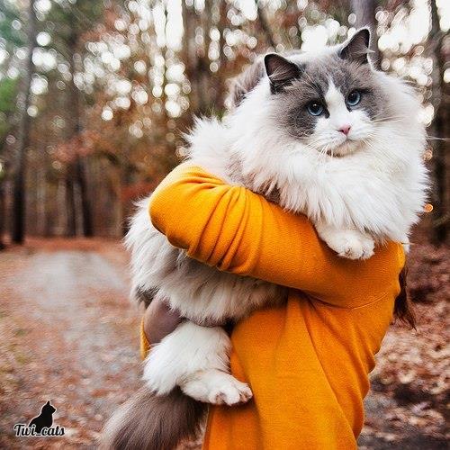 twi_cats's tweet photo. Десять килограмм чистейшей красоты https://t.co/KsRrNxAA7O