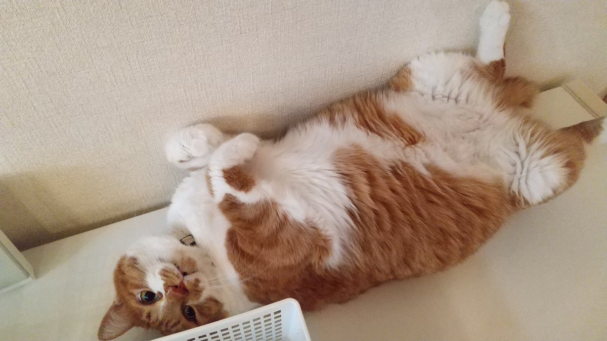 tami_tora's tweet photo. はいはい、撫でますよお腹

#猫  #茶トラ  #たみお
#目が合うとこの格好
#メタボ https://t.co/yqR4Dka94W