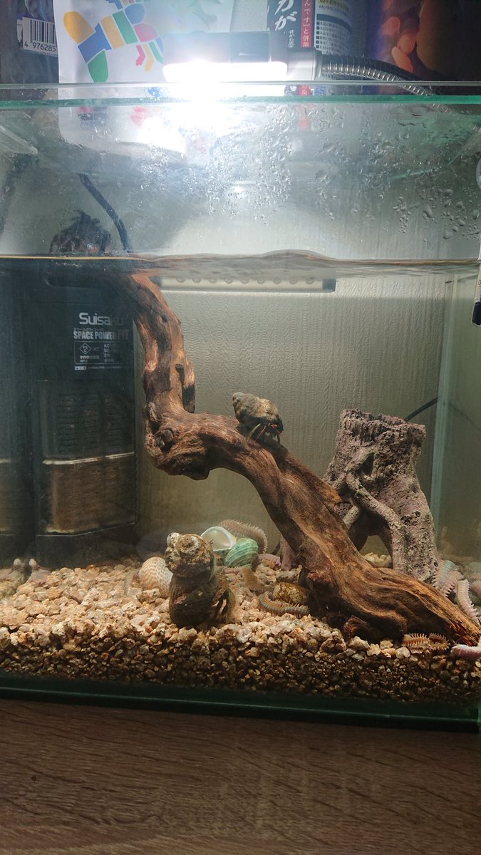 いのっち Auf Twitter 流木のアク抜き終わったんでレイアウト変更 ゴミ掃除用にゴカイが欲しかったけど青イソメしか無かったから買ってきて投入したけどやっぱデカいな ま 釣り餌用にストックしとくか