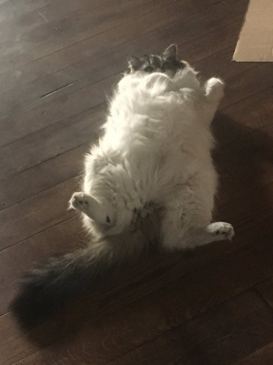 mayagupta's tweet photo. @chrisdoyle Pickle approves! https://t.co/KlsjVXSvRc