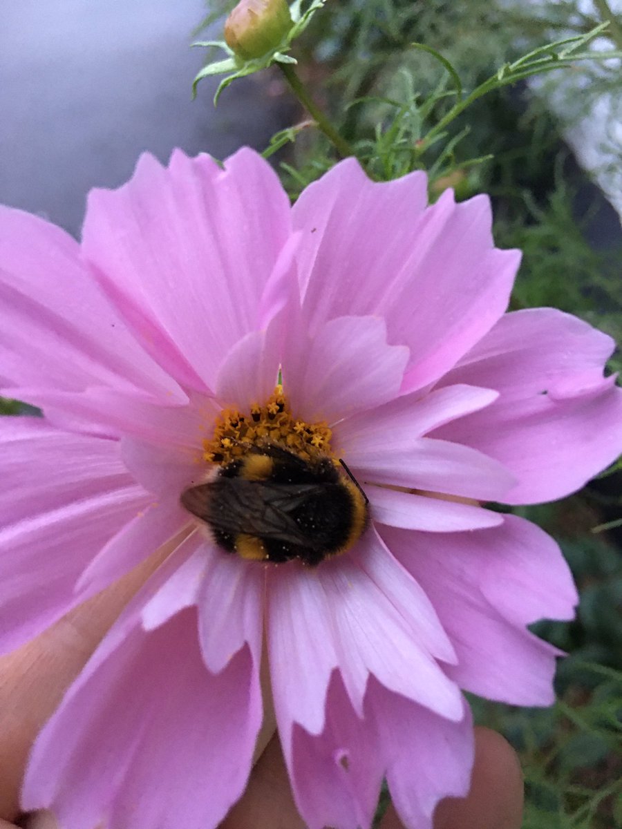 KathyGrube's tweet photo. Last days of #summerflowers ##foragingbee #sleepingbee https://t.co/EQw7bdPOxV