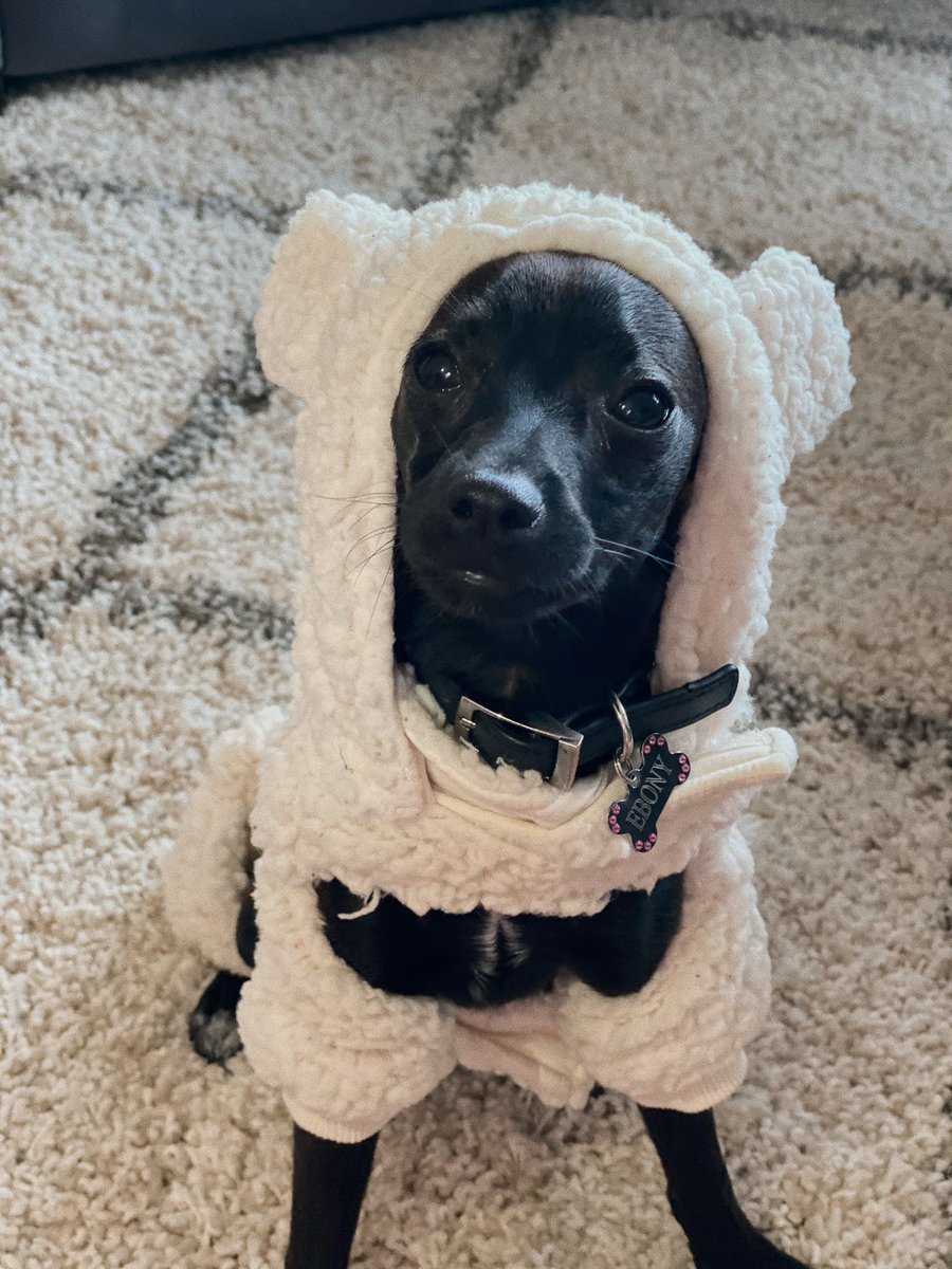 ebony in a sheep costume is my new favorite thing