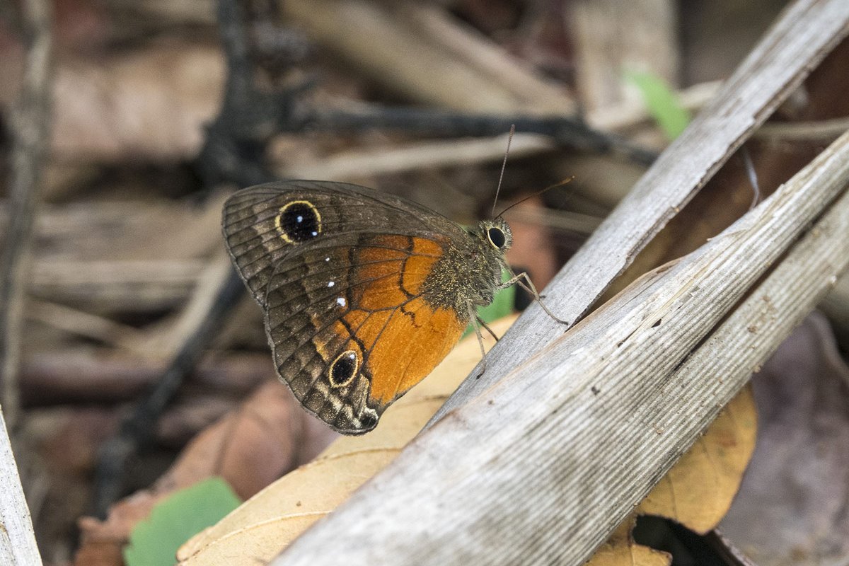 Pnh_CSSR's tweet image. “There is no solution available, I assure you, to save Earth&apos;s #biodiversity other than the preservation of natural environments&quot;Edward O. Wilson, The Creation: An Appeal to Save Life on Earth @UNBiodiversity @YPTE @GYBN_CBD @zybn_cbd @BioNeedsYouTH