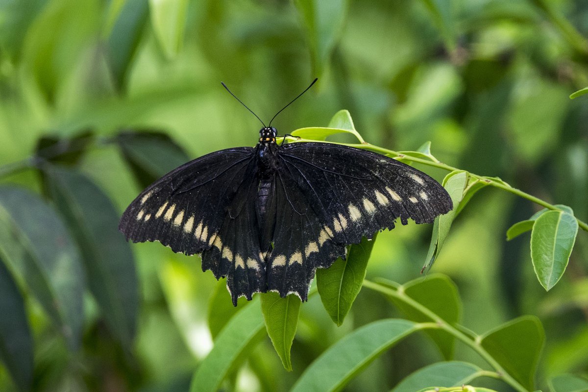 Pnh_CSSR's tweet image. “There is no solution available, I assure you, to save Earth&apos;s #biodiversity other than the preservation of natural environments&quot;Edward O. Wilson, The Creation: An Appeal to Save Life on Earth @UNBiodiversity @YPTE @GYBN_CBD @zybn_cbd @BioNeedsYouTH
