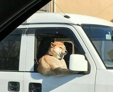 Shiba jojofag