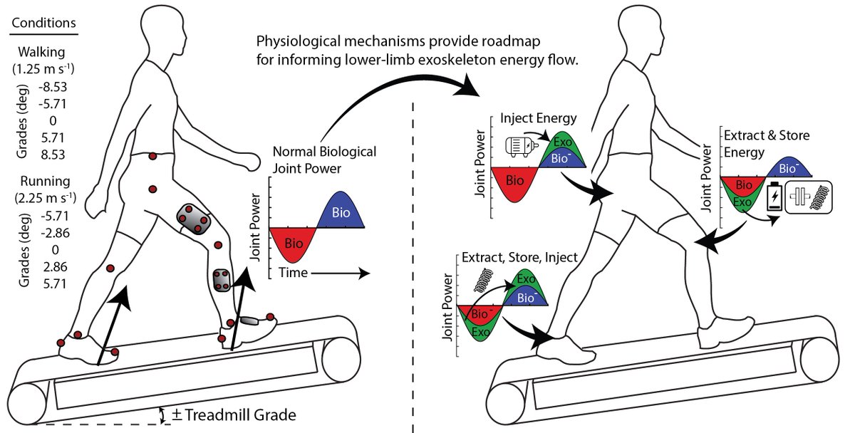 RichNuckols's tweet photo. We examine changes in joint power during up and downhill walking and running. Then suggest methods for how gait mechanics can be used as a roadmap to guide wearable robotic design. https://t.co/RhcHb0kqj3

@RichNuckols @gregory_sawicki https://t.co/I6KznWi4E1