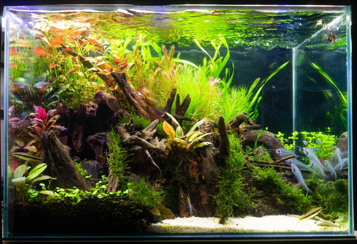 ありちゃりうム 妖怪ソイル洗い 世界水草レイアウトコンテスト 今年の応募作品です ５月頭に立ち上げしてギリギリ応募できました笑 順位は1000 1300位の間とだけお知らせします 笑 初参加だけど楽しかった 来年は1000位以上 いやいやもっと高みを