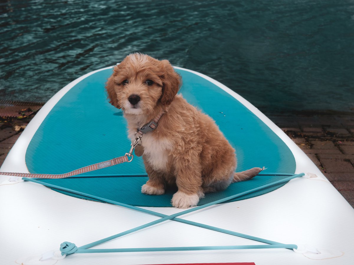 SalfordWSC's tweet photo. We love our human customers, we do... but we love pups on sups just that little bit more π
These two characters made our day!
#PupsOnSups #SalfordQuays #Salford #Puppy #Dog #Paddlebaord https://t.co/R9j20H7y69