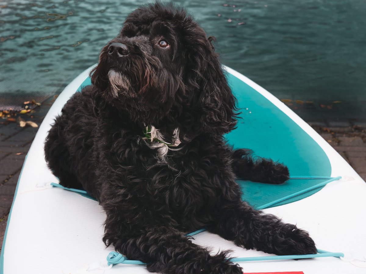 SalfordWSC's tweet photo. We love our human customers, we do... but we love pups on sups just that little bit more π
These two characters made our day!
#PupsOnSups #SalfordQuays #Salford #Puppy #Dog #Paddlebaord https://t.co/R9j20H7y69