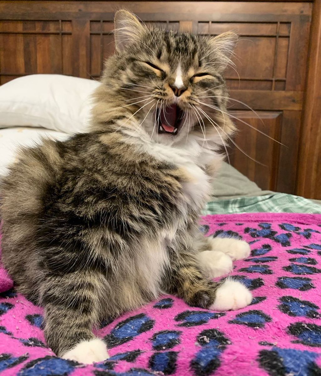 Meowed's tweet photo. From sheldonthunderpaws

Me before my morning coffee

#meowed #meowedofficial #TheMeowedClub https://t.co/tDiK2kBKij