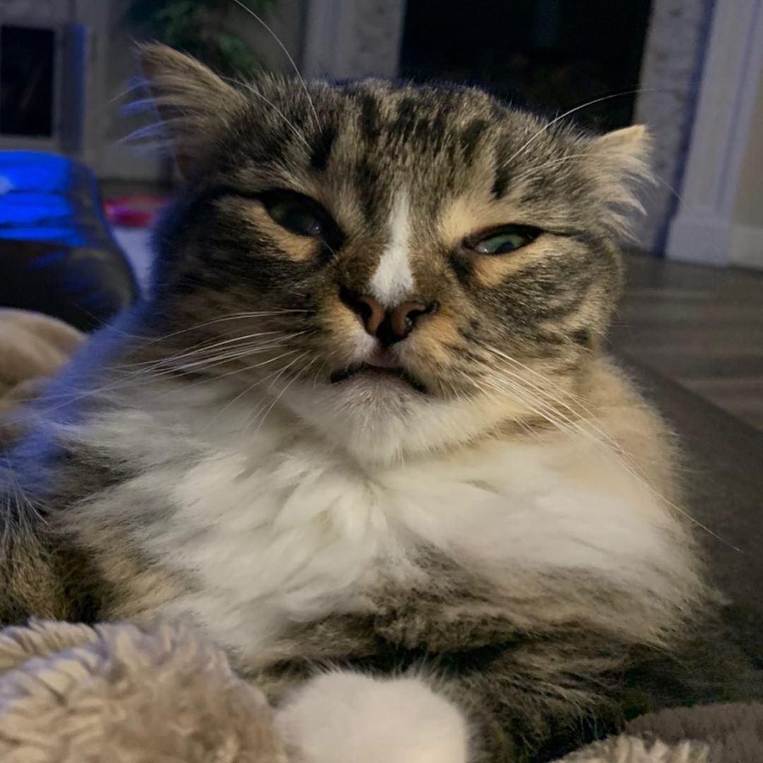 Meowed's tweet photo. From sheldonthunderpaws

Me before my morning coffee

#meowed #meowedofficial #TheMeowedClub https://t.co/tDiK2kBKij