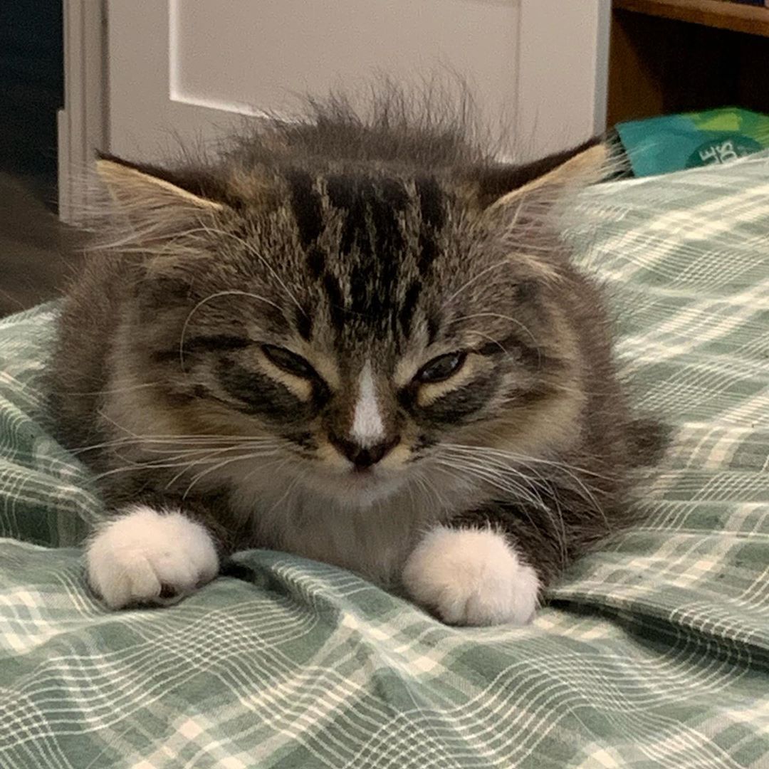 Meowed's tweet photo. From sheldonthunderpaws

Me before my morning coffee

#meowed #meowedofficial #TheMeowedClub https://t.co/tDiK2kBKij