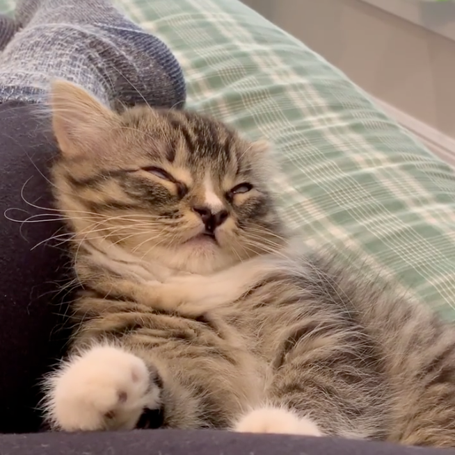 Meowed's tweet photo. From sheldonthunderpaws

Me before my morning coffee

#meowed #meowedofficial #TheMeowedClub https://t.co/tDiK2kBKij