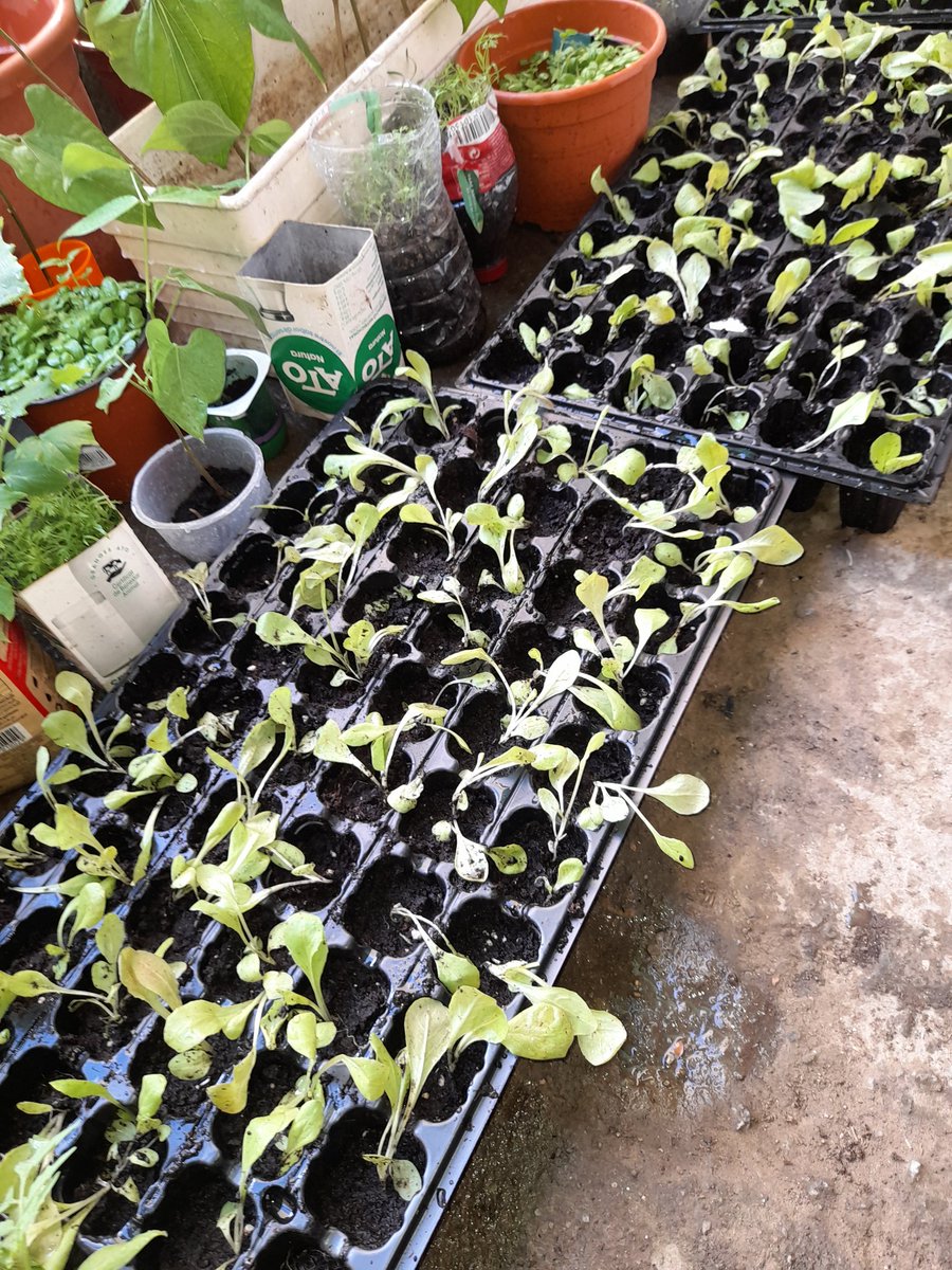 Twitter fes la teva màgia!
Des del  cau Jaume Ortiz (Badalona) estem engegan un projecte: cuidarem un hort pel barri. Ja hem començat amb la feina i ens aniria molt bé un cop de mà.
Algú ens pot deixar un motocultor per oxigenar la terra?