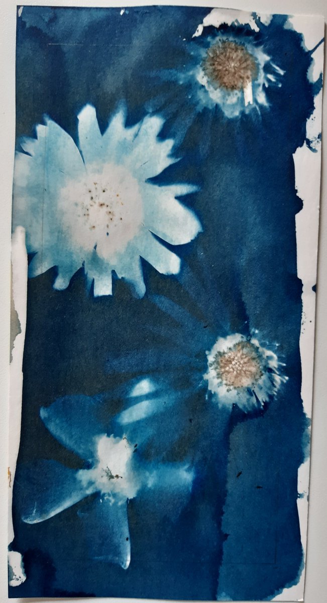 meldewey_photos's tweet photo. My final response for #TCLVirtualResidency with @TCLcollective using items from @1962AB #Printmaker.
2 pieces of Canaletto paper used for cyanotypes with fresh dog daisies, calendula and St Johns Wort. No.3 a drawing with ink &amp; caran d'ache. No.4 tracing paper became a lino cut. https://t.co/9IWkMHc59H