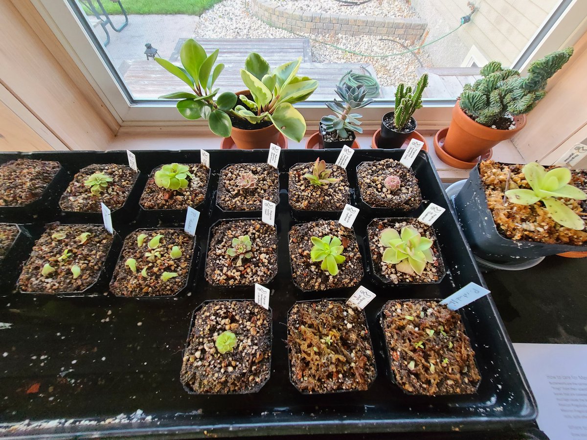 Agierys's tweet photo. Your plants don't eat bugs? Lame. https://t.co/dTlxJ4AG79