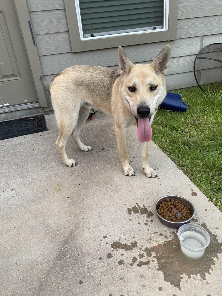 danylaverde's tweet photo. @littlesosa23 Hey I’m also keeping a doggo I found! 🥳  meet Oslo https://t.co/3SXvOduBQ0
