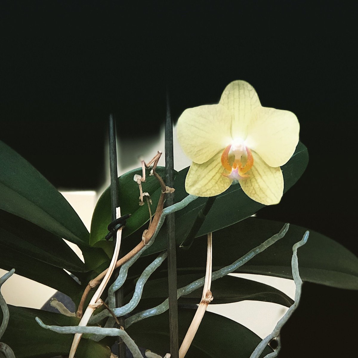 Diese zähe Orchidee blüht schon wieder trotz meiner Pflege. Tough little orchid survives my bad treatment very well 👍