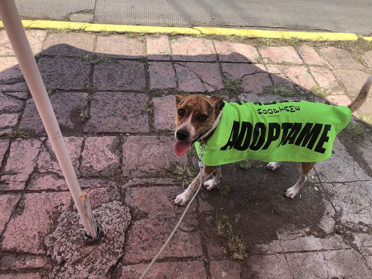 lulabouttier's tweet photo. Nadie pregunta por mi por ser criollita, cuando voy a las ferias de adopciónes solo me ven de reojo, y ni me acarician, me ayudas para que encuentre familia, por favor 🙏?? La que me cuida no puede pagar mucho tiempo de mi pensión 🐕😢, AYUDA!! https://t.co/yhhVBovjtN