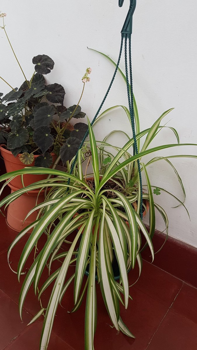 Kela Avalos tweet media