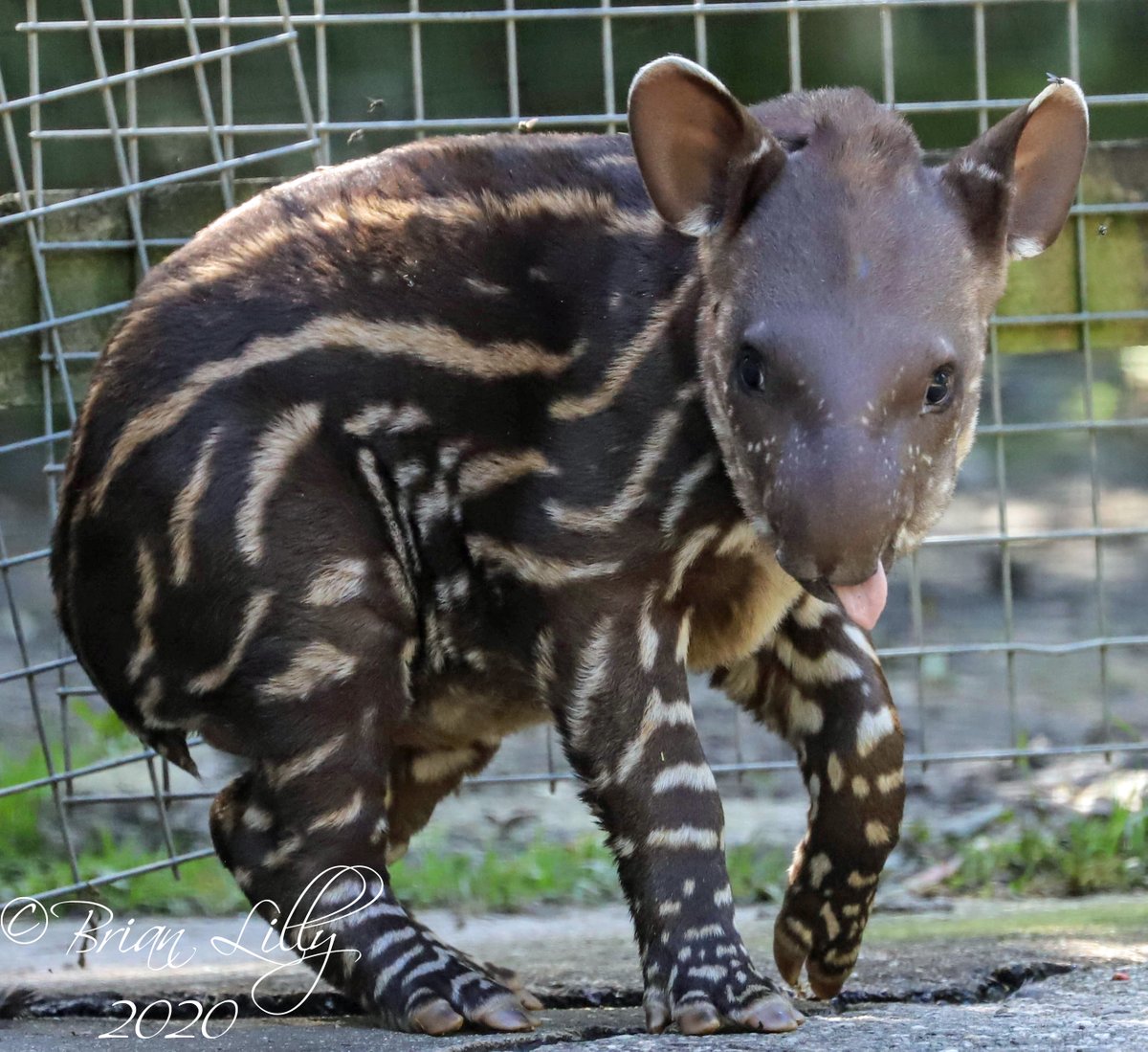 Tapir 動物