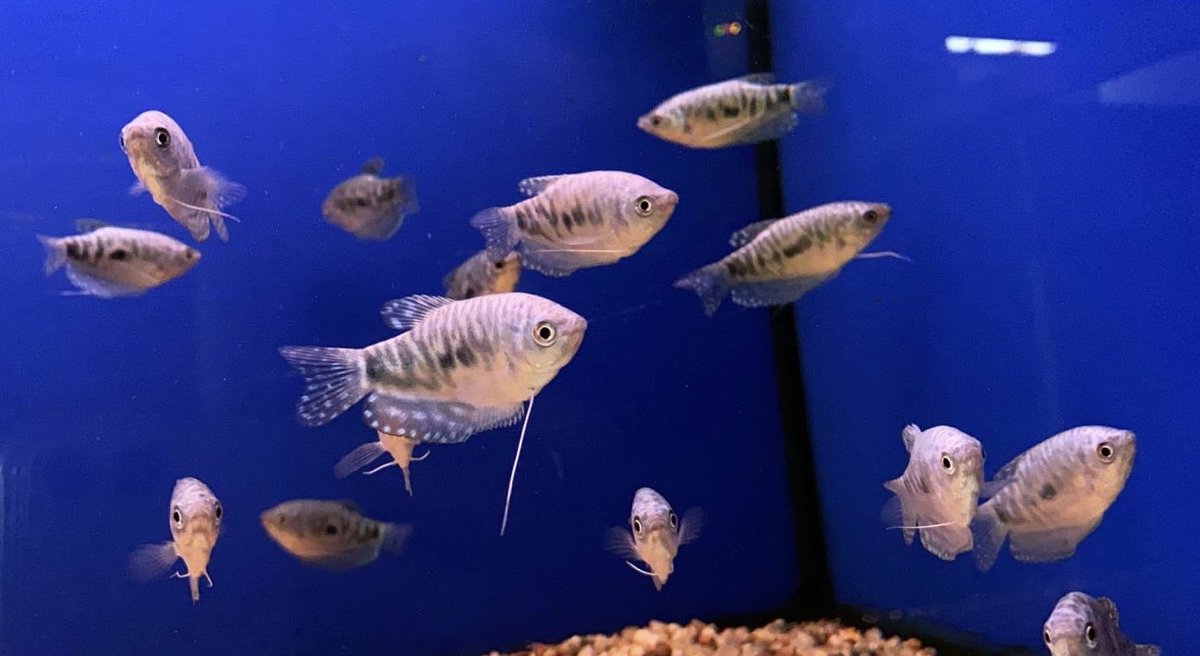 deepblueaquatic's tweet image. Typical bank holiday weekend, wet, windy, temperature dropping.
Good news is at least the fish house is warm and dry, and plenty of fish and plants to choose from. #fishshop #marinefish #deepblueaquatic #hemel #tropicalfish #fishtank #aquarium #coral #marinefish #juwel