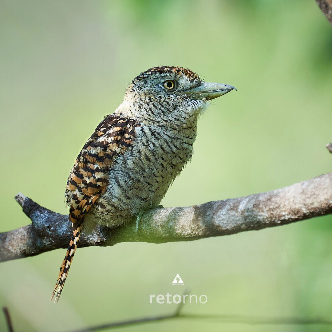 Close up, always close to you. Discovering your authentic Nature. Colombia. #nature #naturaleza #nationalparks #birding #birdwatching #naturetours #NaturePhotography