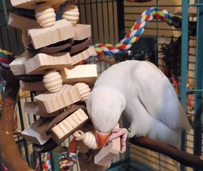 This blue beauty is playing with our Coconut Forest toy. Thank you so much @soaring_through_space for the photos! Thank you for trusting us to provide safe, natural toys for your new baby.