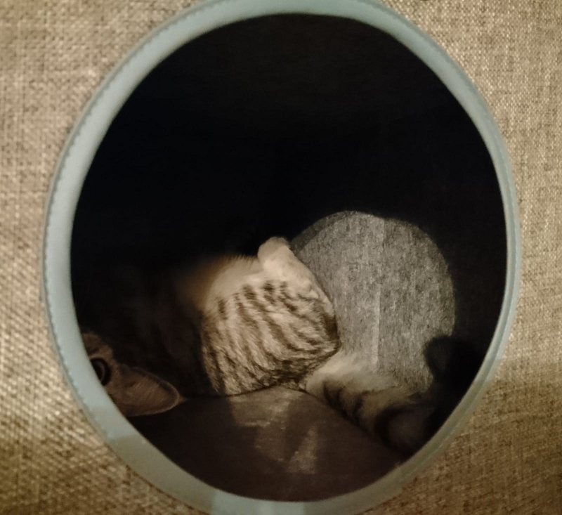 tearchen's tweet photo. @OnkelBarlow Katze? https://t.co/FG5vQy98M3
