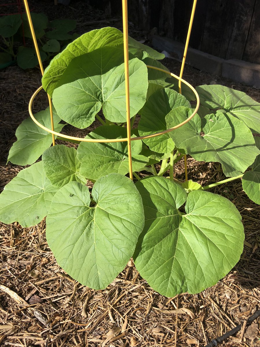 Absolutely amazed by how well these pumpkin plants are doing that were planted from seeds 2 1/2 weeks ago in the biggest heat of summer.