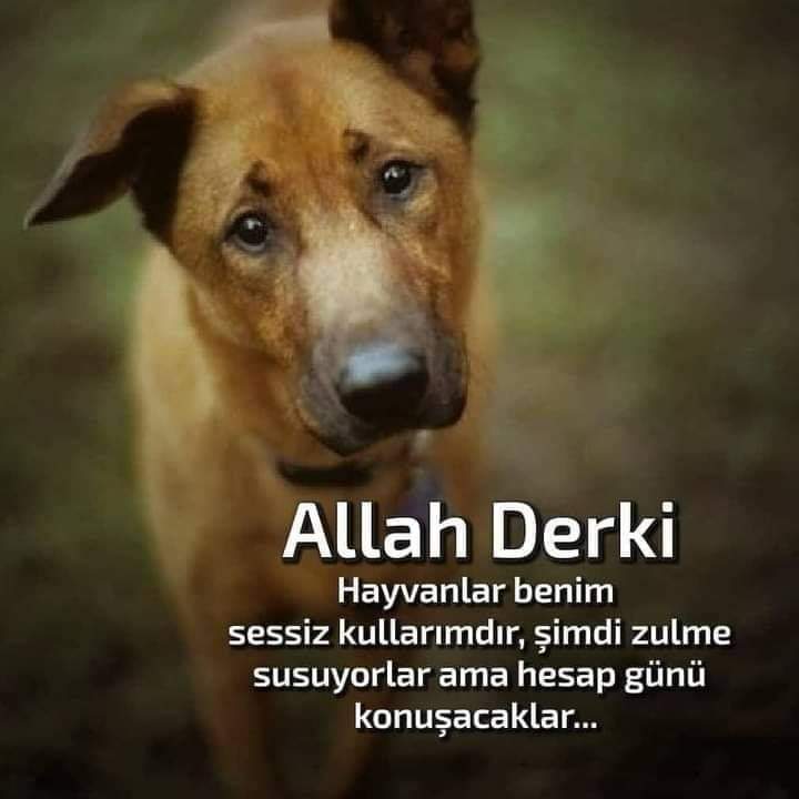 Aysun Aysun 🙏🙏🙏🙏🙏🌹🌹😋😋😋 (@aysun_55_aysun) on Twitter photo 